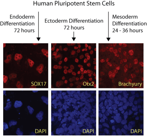 Ectoderm, Mesoderm, and Endoderm Development