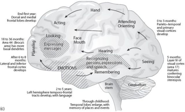 Development of Senses Begins