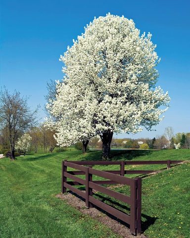 Janie becomes a woman