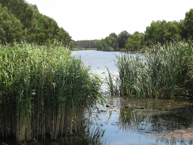 Introduced spieces and Prac reports