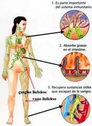 Metástasis linfáticas