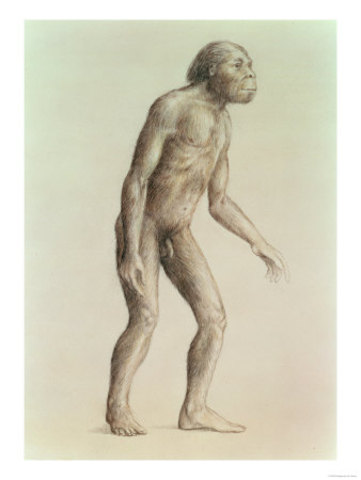 Australopithecus Africanus