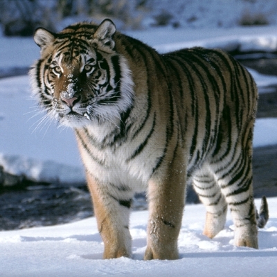 Timeline: Canada's role in the Cold War