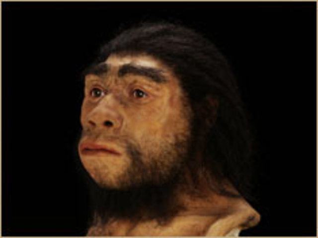 Homo heidelbergensis