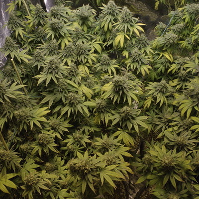 Timeline: Marijuana History and Laws Timeline