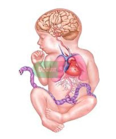 Lungs and Spinal Cord