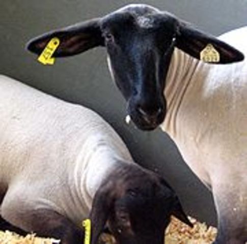 My First Sheep Show!