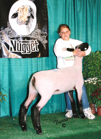 My First Champion Sheep