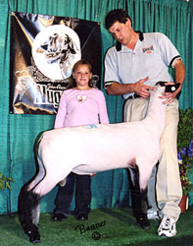 Champion Hampshire Ram!