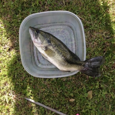 Timeline: Bass (Micropterus salmoides) Body Farm