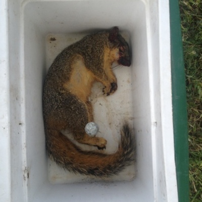 Timeline: Sandy the Squirrel (SCIURDAE)