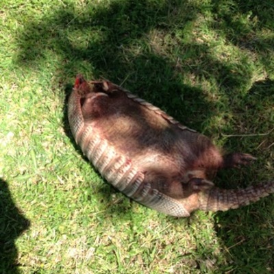 Timeline: New Tech Body Farm (Dasypus novemcinctus)