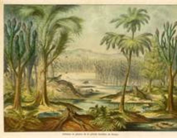 Carboniferous    345 mya