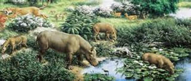 Oligocene era     38 mya