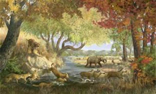 Miocene era   26 mya