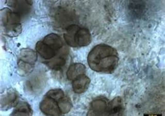 The Proterozoic Eon           2.5 bya