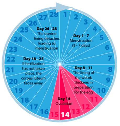 First Day of Last Period