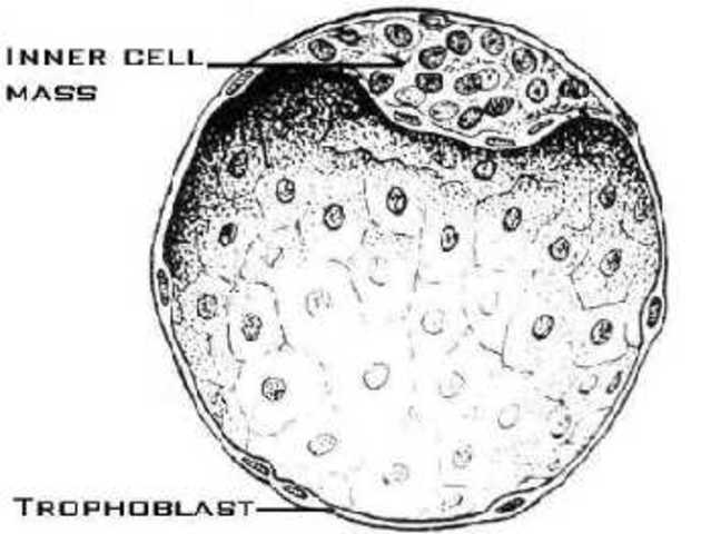 Blastocyst