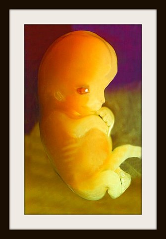 Back Begins to Straighten Out from the C-Shape