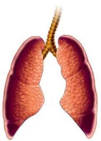 Lungs Complete Development