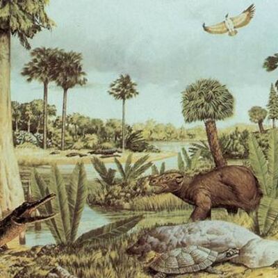 Timeline: EVOLUCIÓN Y COGNICIÓN