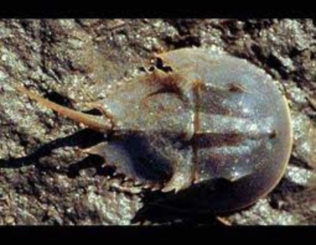 PERIODO ORDOVÍCICO(perteneciente era paleozoica)