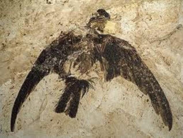 OLIGACENO  ERA CENOZOICO