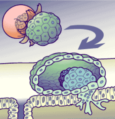 Blastocyst Implants in the Uterus