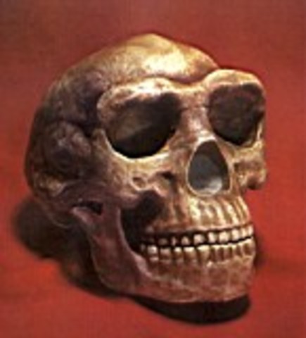 Australopithecus Africanus