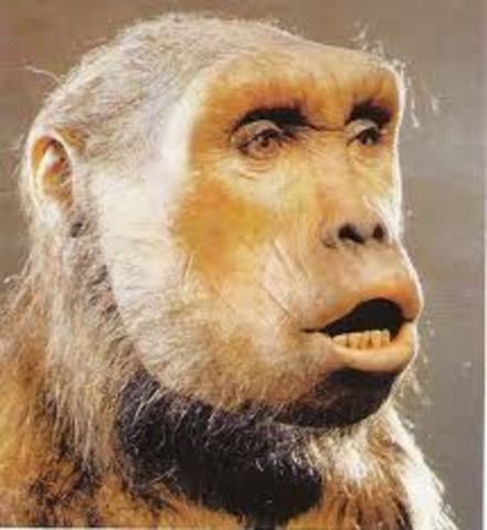 Sahelanthropus tchadensis (toumai, homínido)