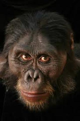 Austrolopithecus afarensis (homínido)