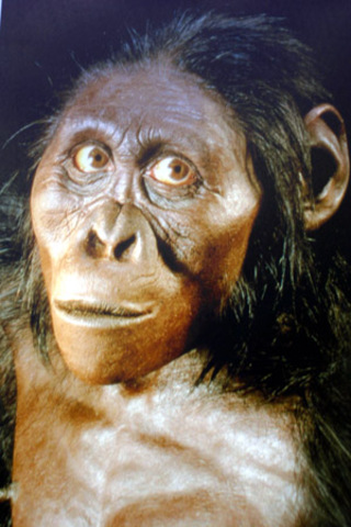 Australopithecus africanus