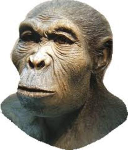 Homo habilis