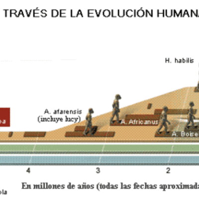 Timeline: La evolución de los homínidos