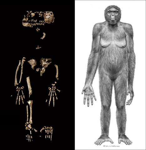 Ardipithecus ramidus (Ardi)