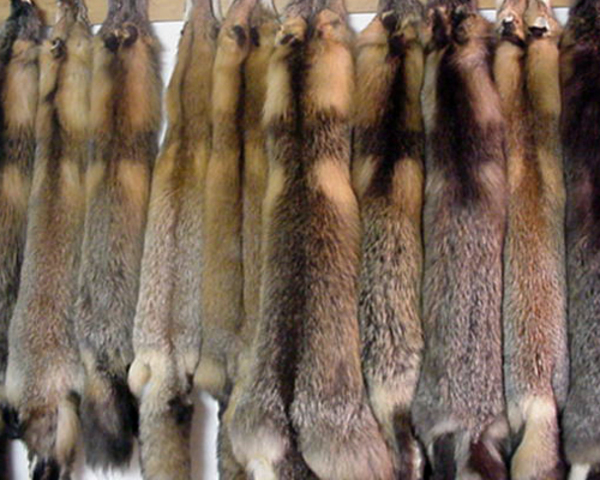 La compagnie de la baie d'Hudson