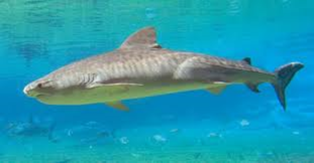 Tiger Shark