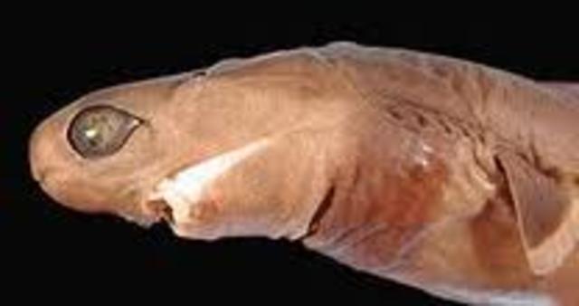 Cookiecutter Shark