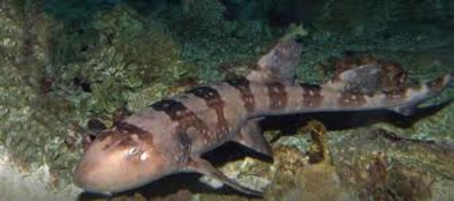 White-Spotted Bamboo Shark