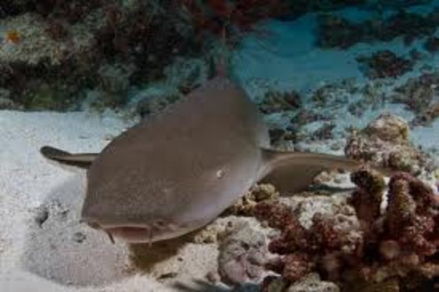 Tawny Nurse Shark