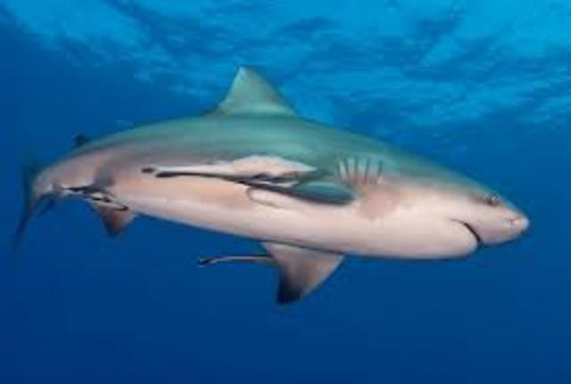 Bull Shark