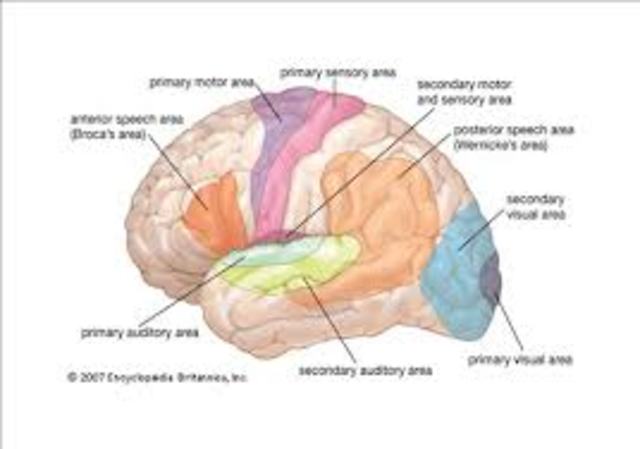 13-15 months cognitive