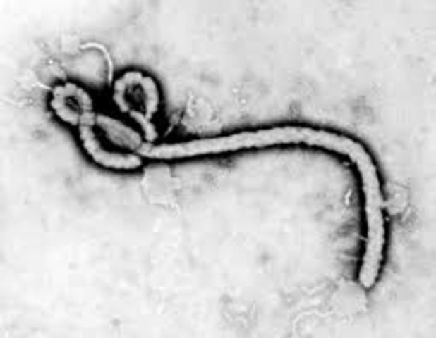 Ebola Virus Hits!