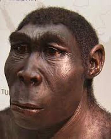 Homo Erectus