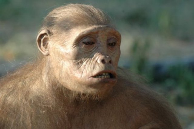 Toumaï (Sahelanthropus tchadensis)