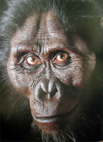 Australopithecus anamensis
