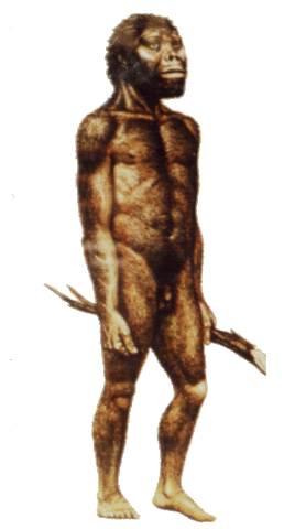 Australopithecus afarensis (Lucy)