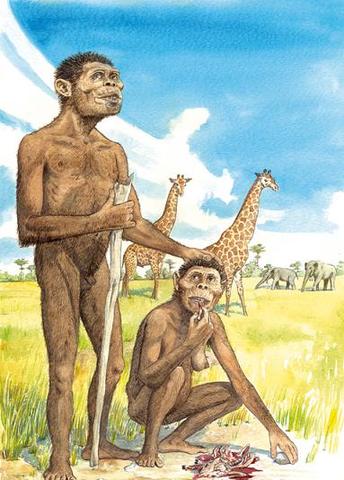 Australopithecus africanus