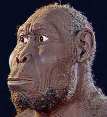 Homo rudolfensis (homínido)