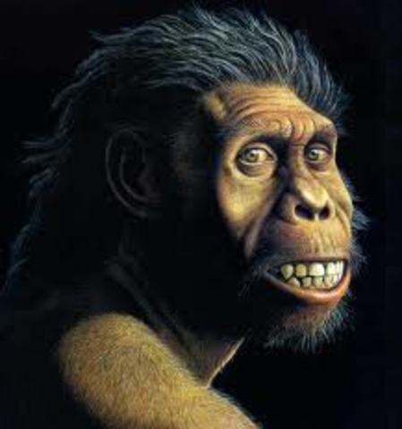 Homo habilis